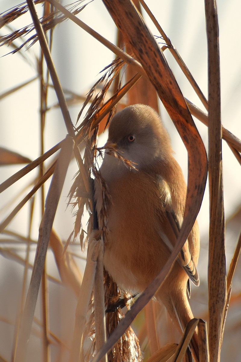 Bearded Reedling - ML645986232