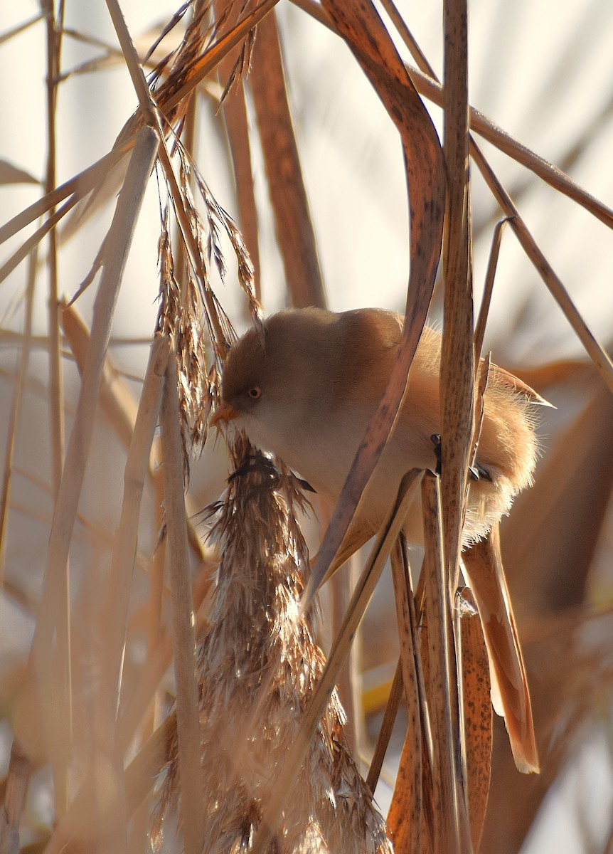 Bearded Reedling - ML645986233
