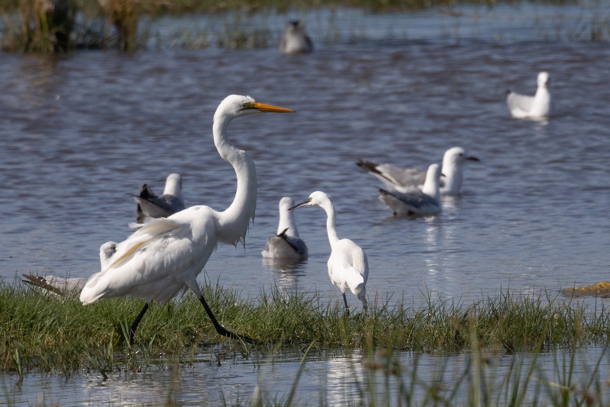 Great Egret - ML645986238