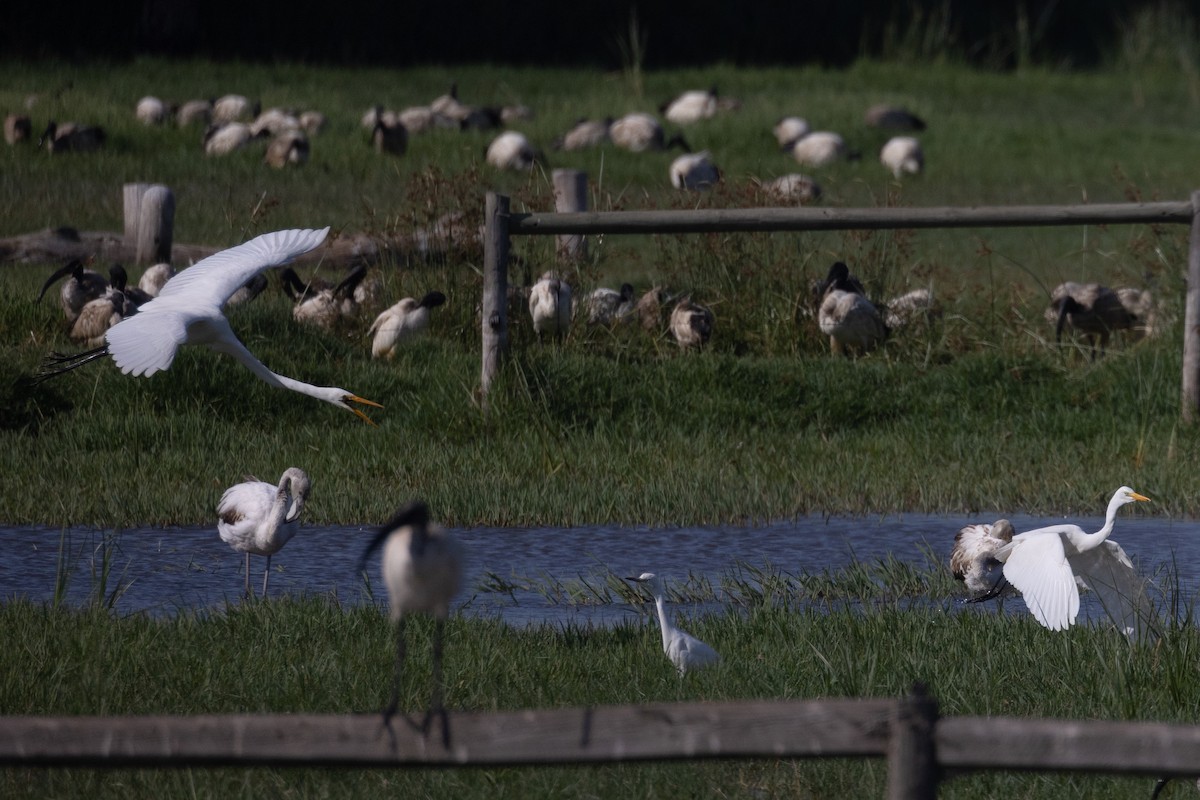 Great Egret - ML645986239