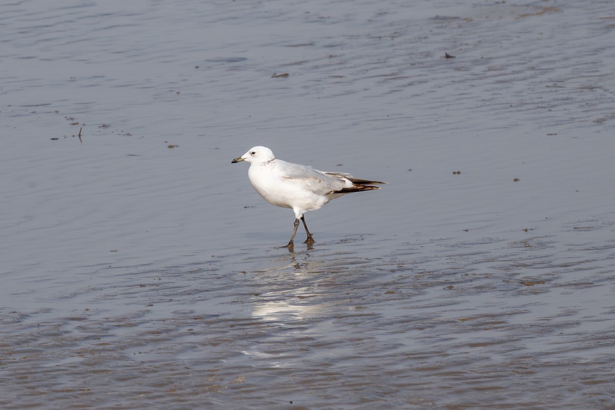 Relict Gull - ML645986244