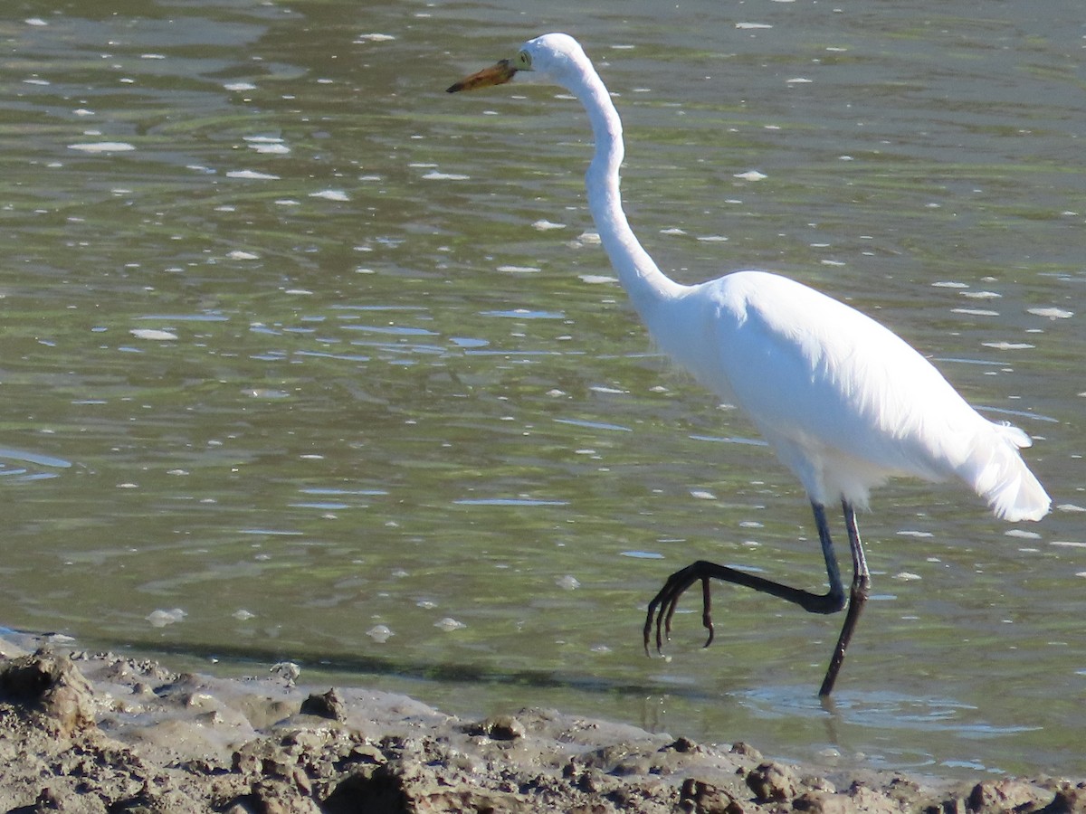 Great Egret - ML645986245