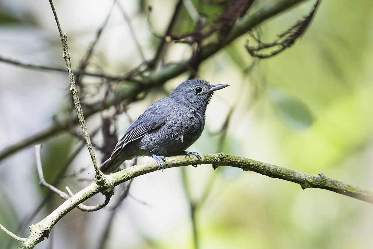 Unicolored Antwren - ML645986247