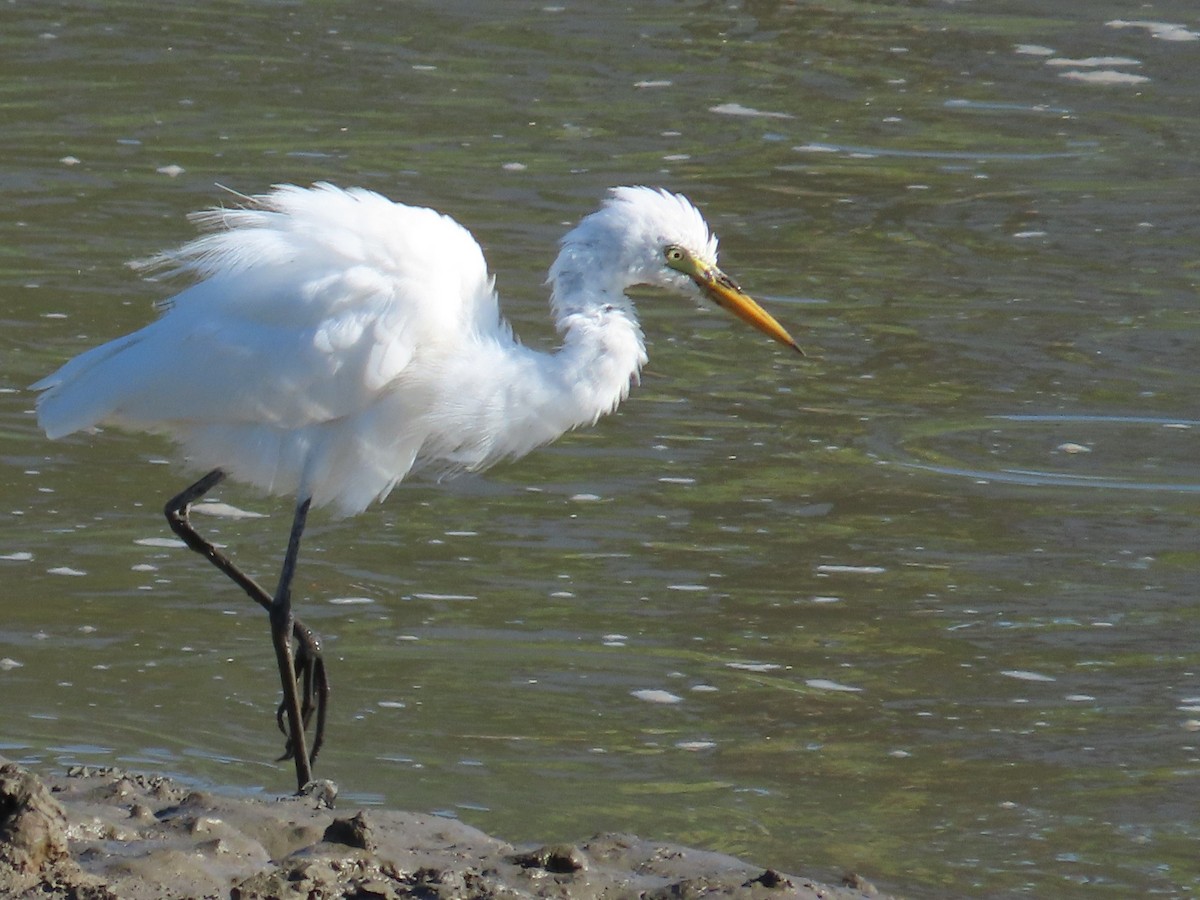 Medium Egret - ML645986248