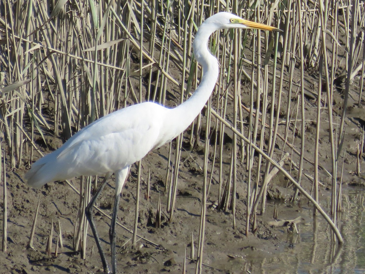 Great Egret - ML645986249