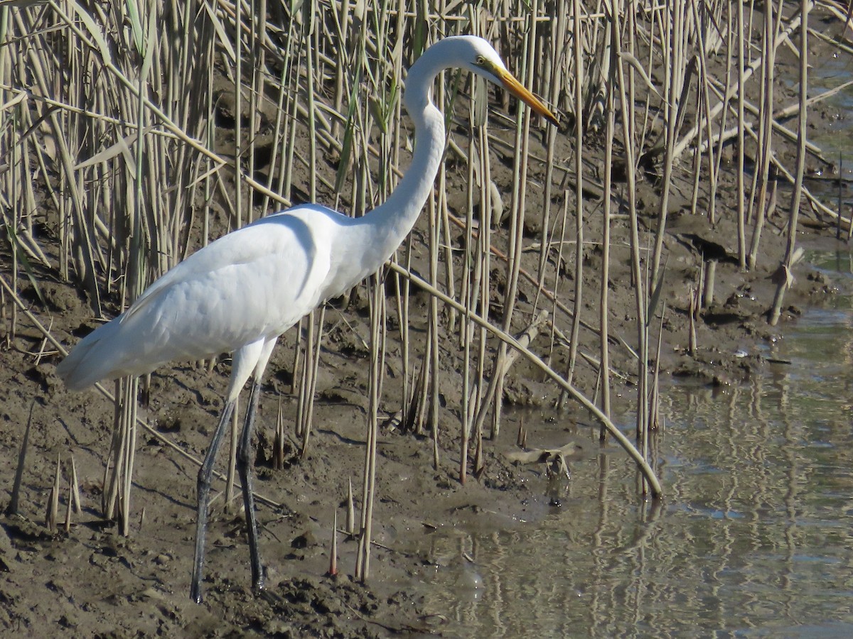 Great Egret - ML645986250