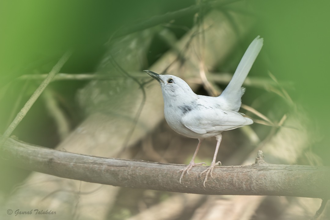 Oriental Magpie-Robin - ML645986251