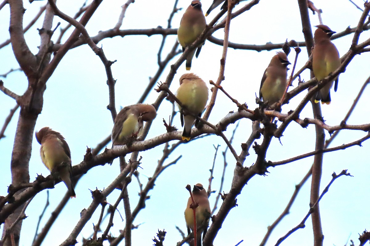 Cedar Waxwing - ML645986252