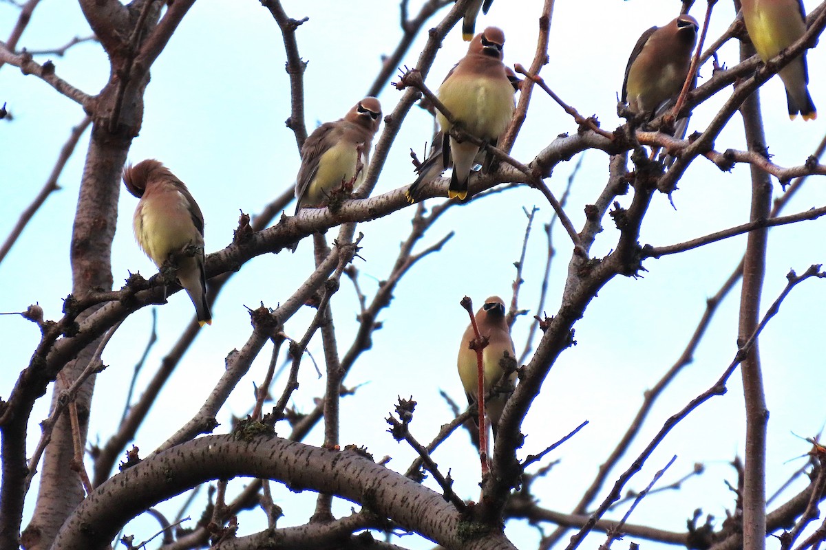 Cedar Waxwing - ML645986253