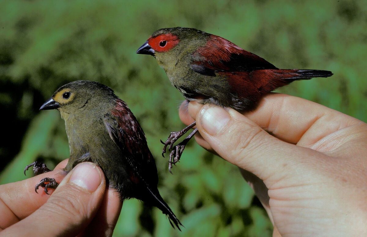 Red-faced Crimsonwing - ML645986254