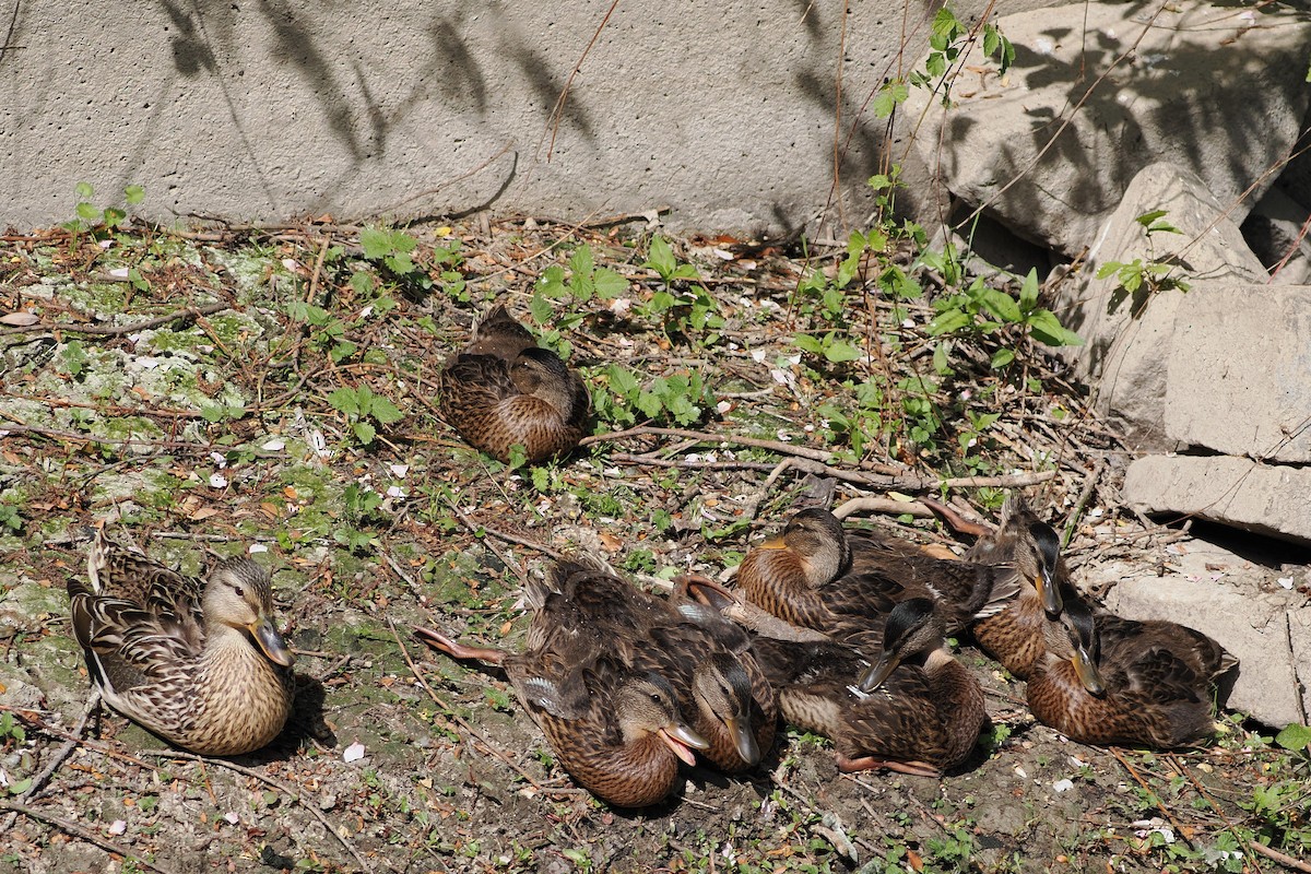 Mallard - ML645986256