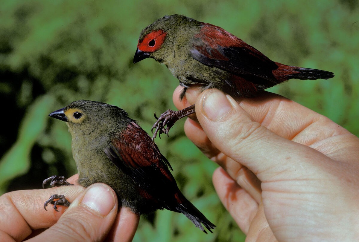 Red-faced Crimsonwing - ML645986257