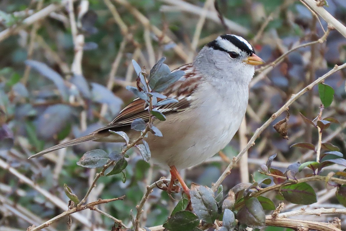 White-crowned Sparrow - ML645986258