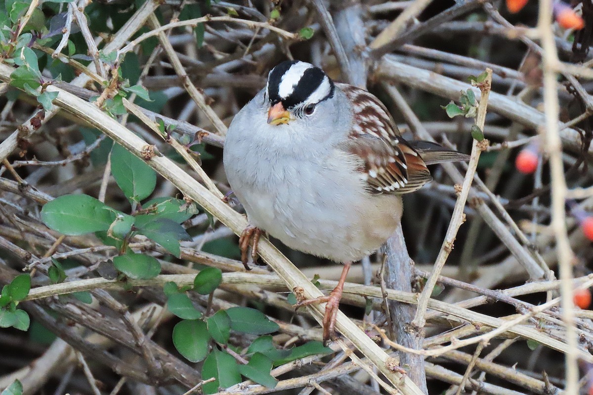 White-crowned Sparrow - ML645986259