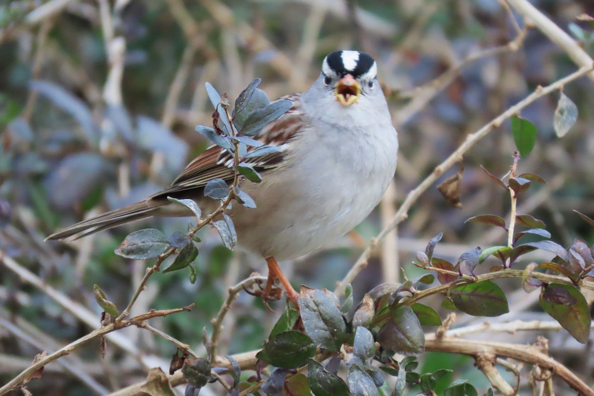 White-crowned Sparrow - ML645986260