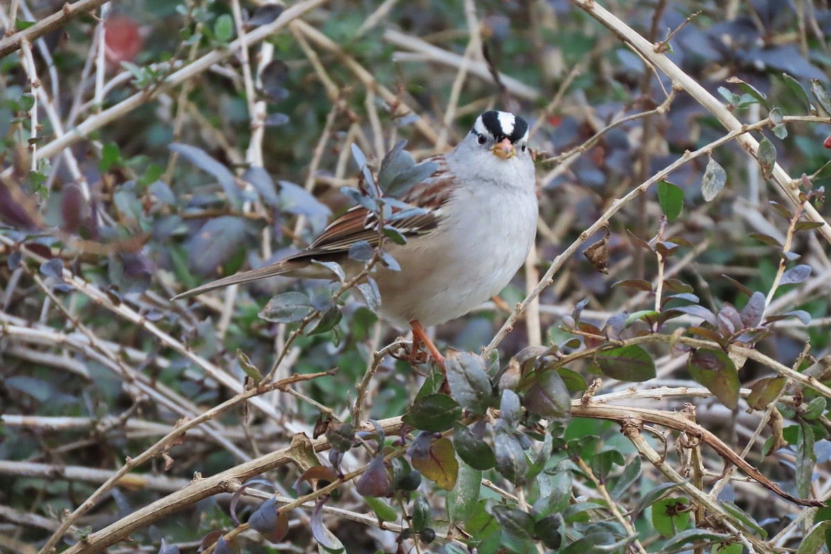White-crowned Sparrow - ML645986261