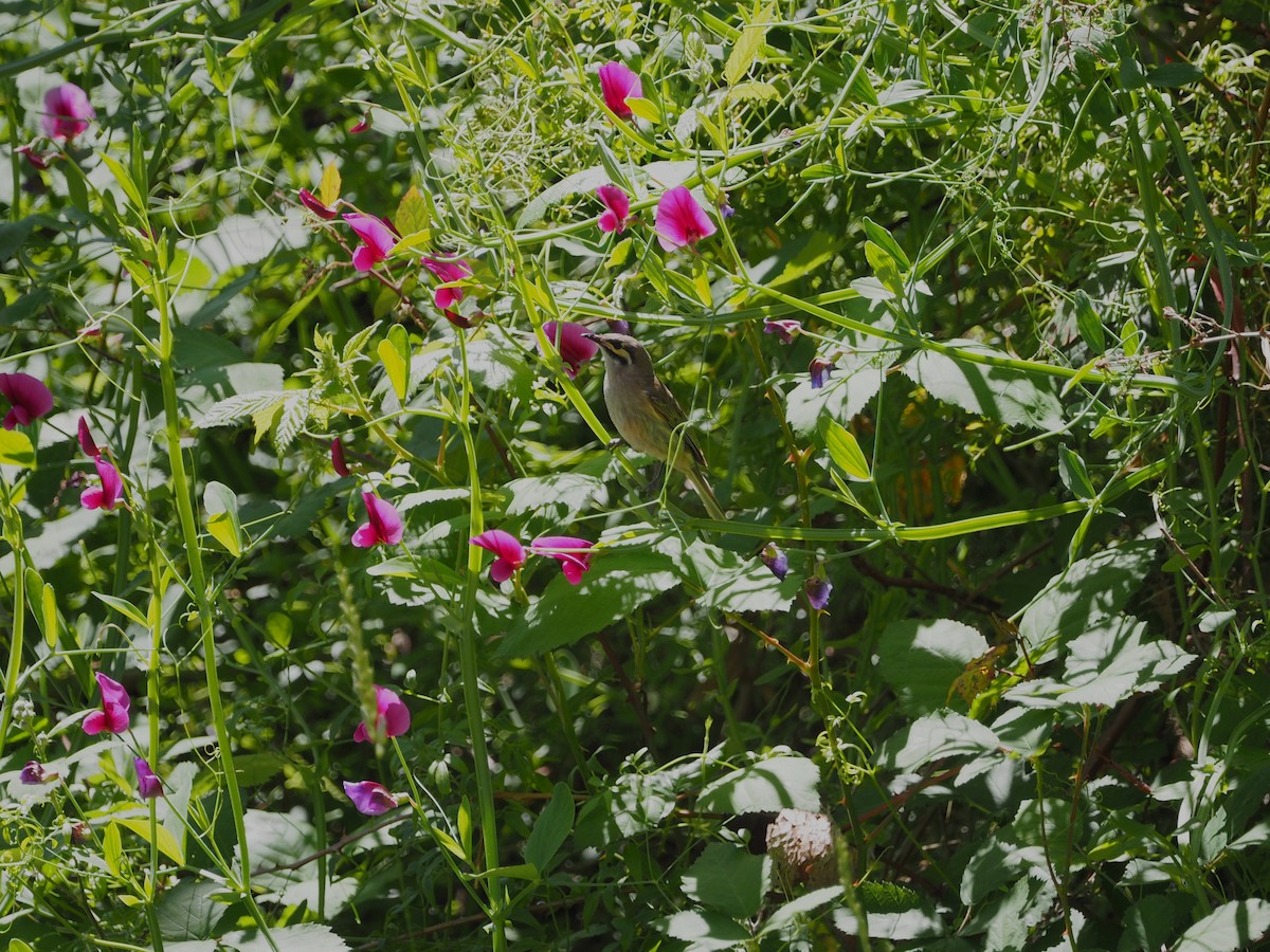 Yellow-faced Honeyeater - ML645986263