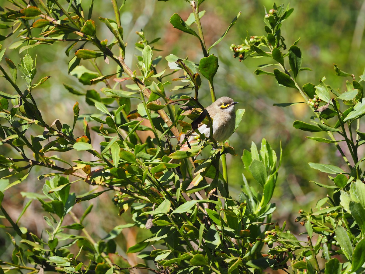 Yellow-faced Honeyeater - ML645986264