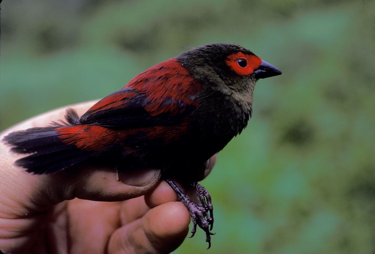 Red-faced Crimsonwing - ML645986265