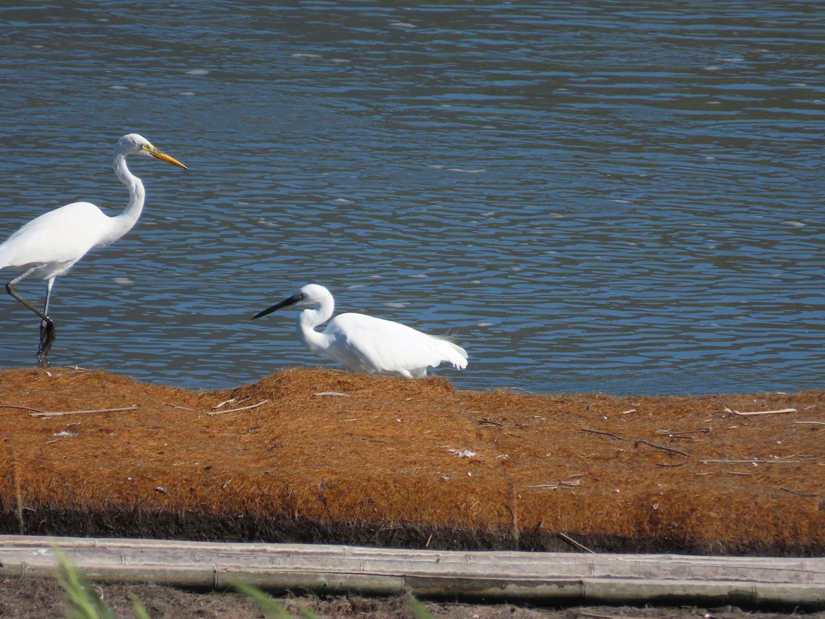 Medium Egret - ML645986266