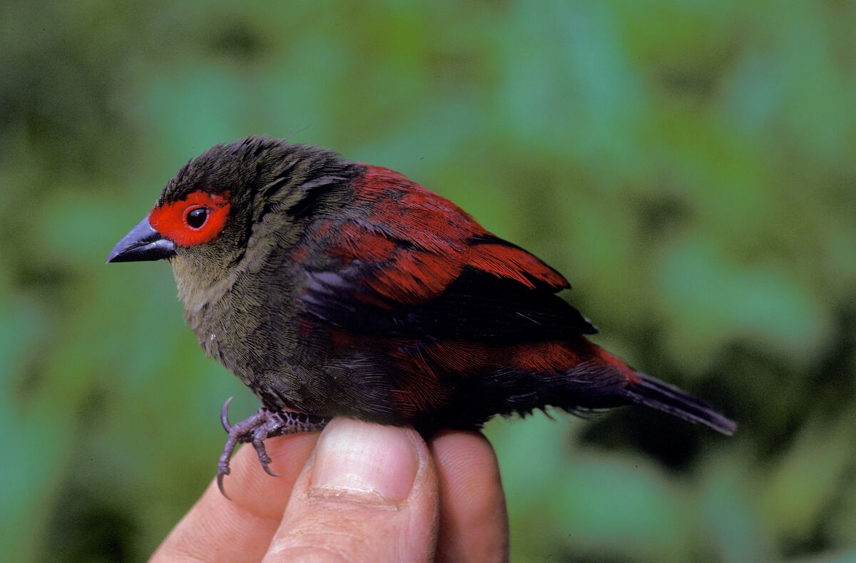 Red-faced Crimsonwing - ML645986268