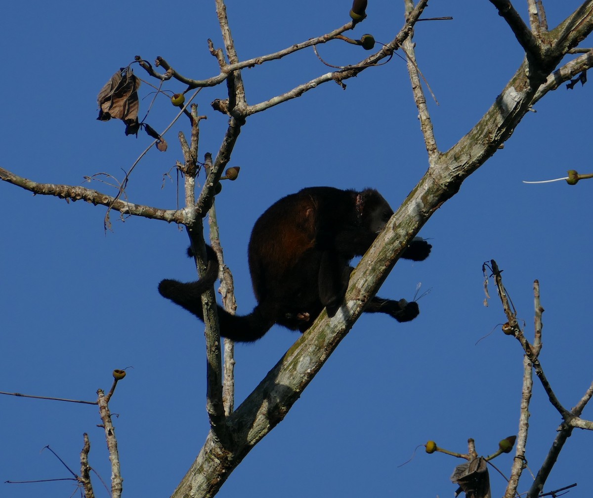 Mantled Howler Monkey - ML645986269