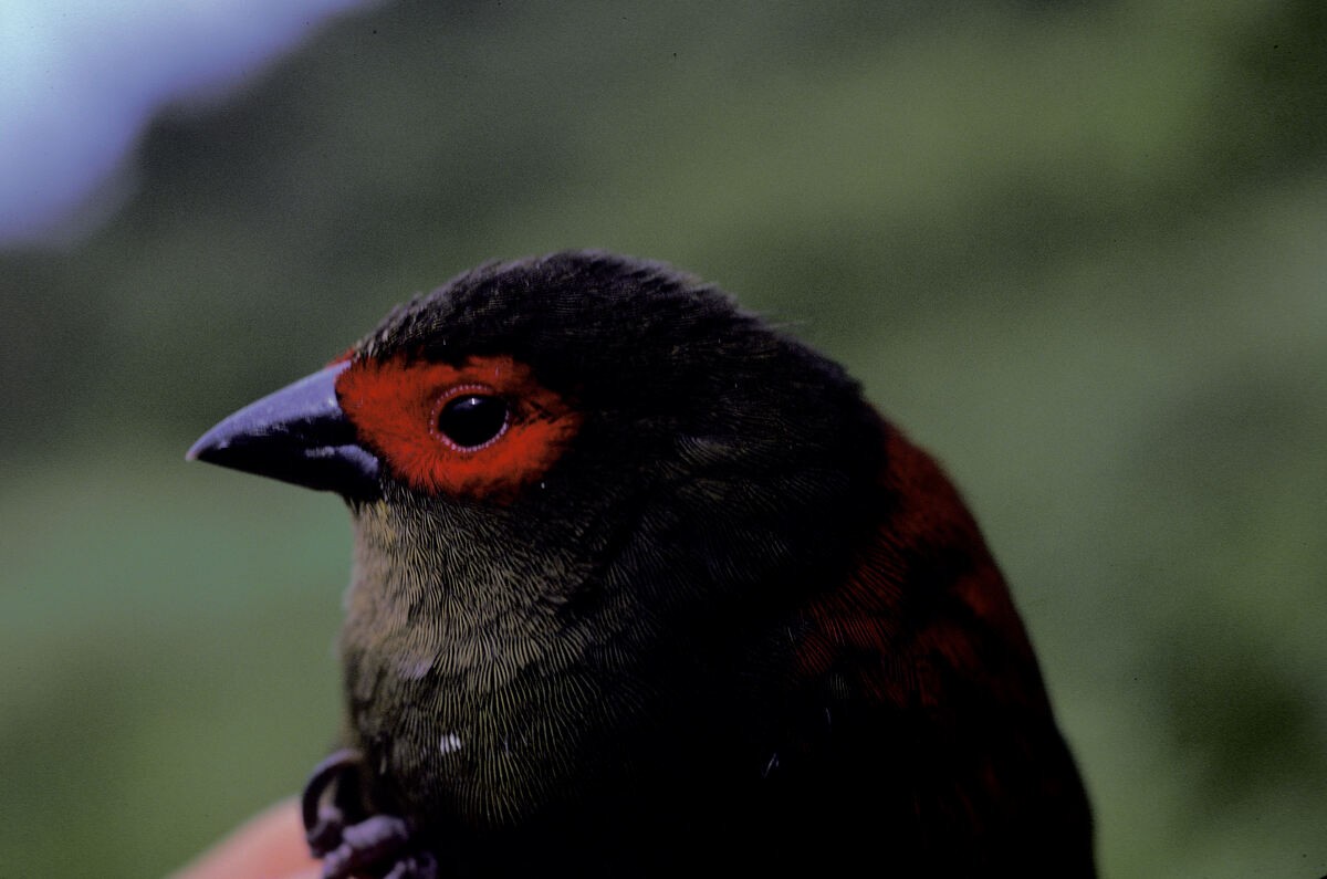 Red-faced Crimsonwing - ML645986270