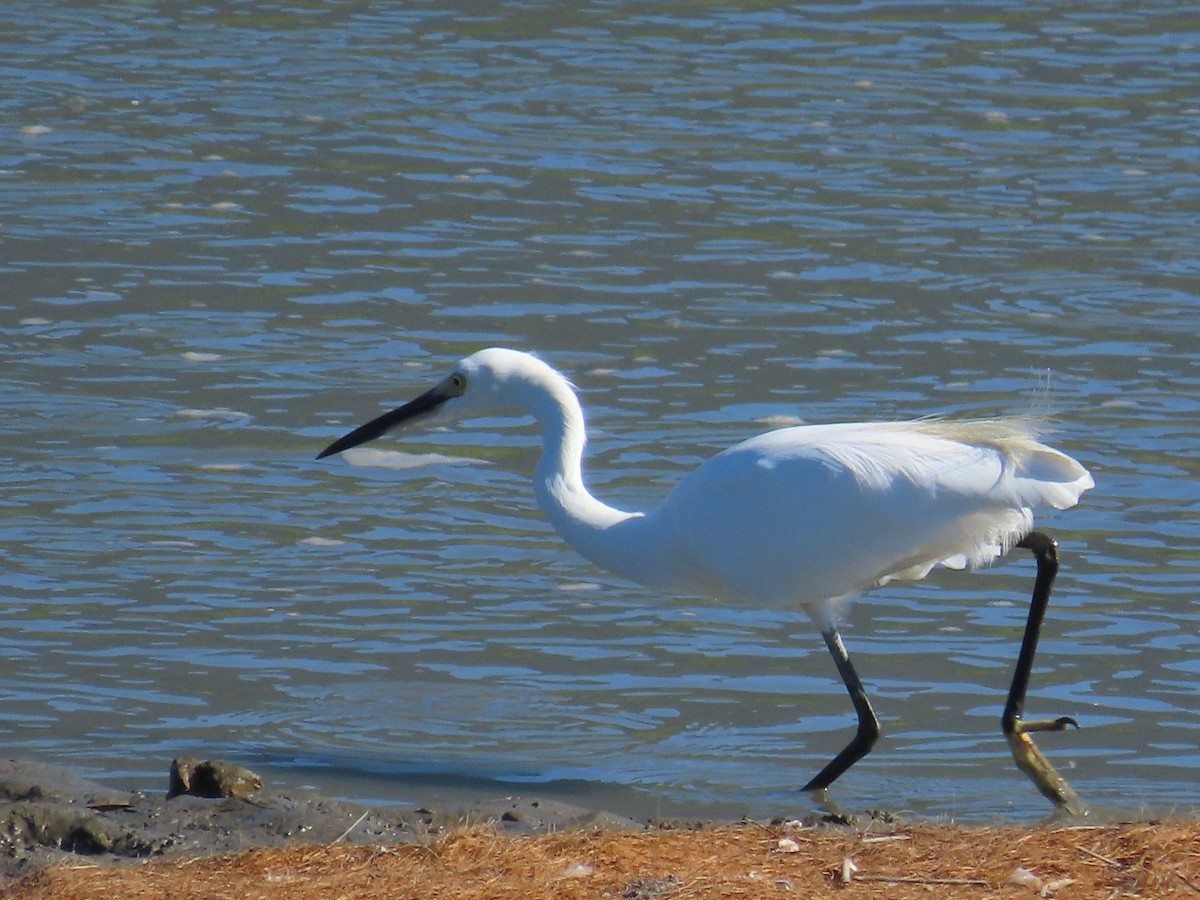 Little Egret - ML645986271