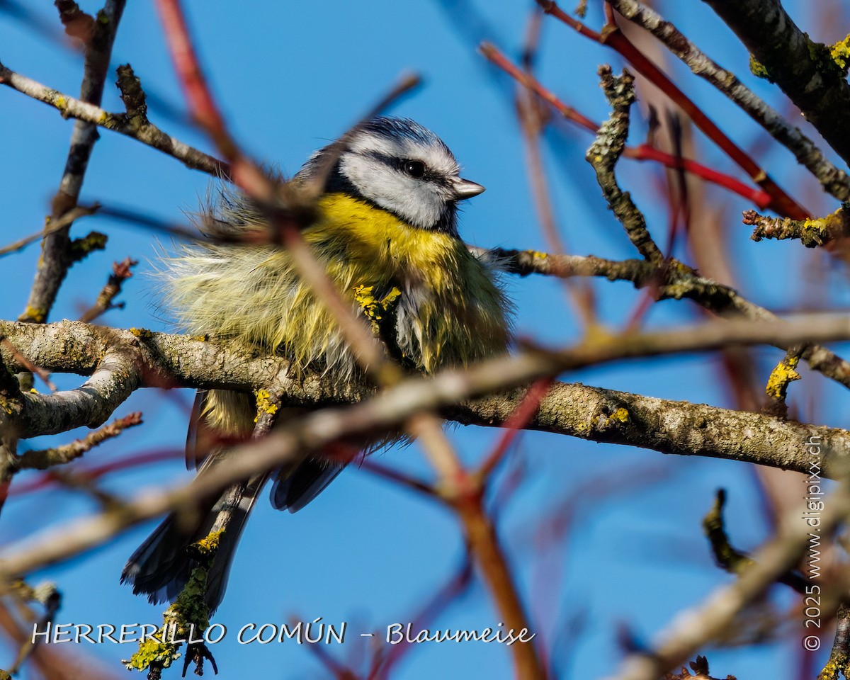 Eurasian Blue Tit - ML645986272