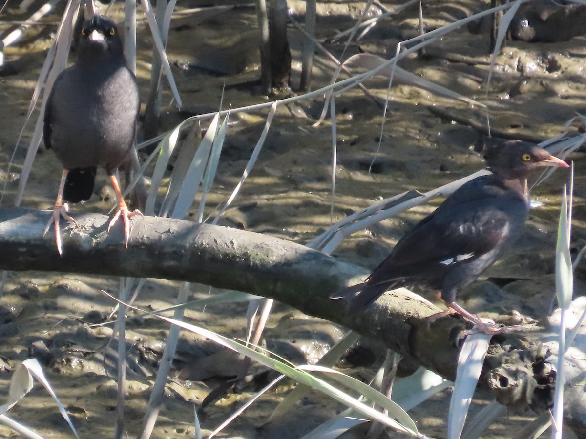 Crested Myna - ML645986275