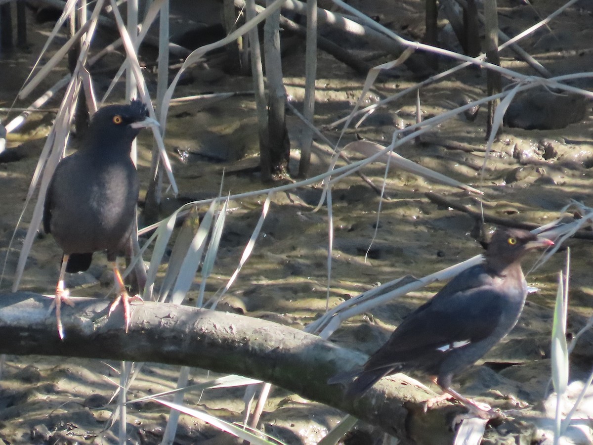 Crested Myna - ML645986276