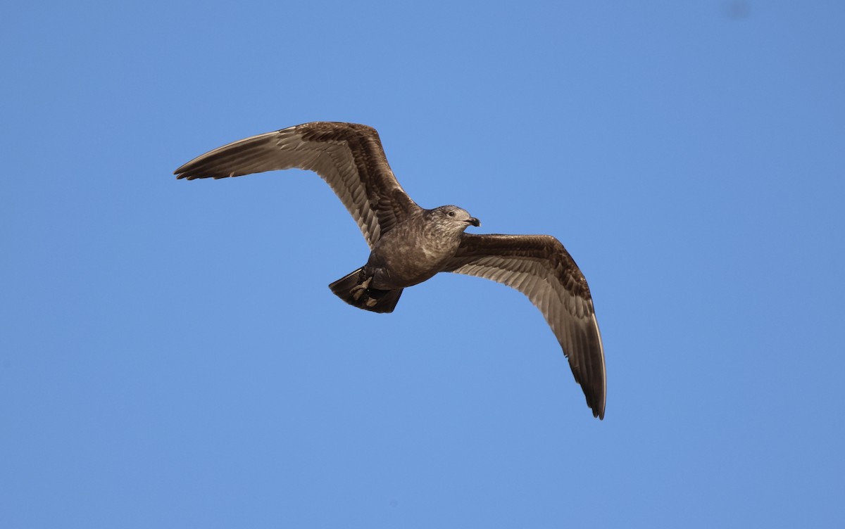 tanımsız Larinae sp. - ML645986277