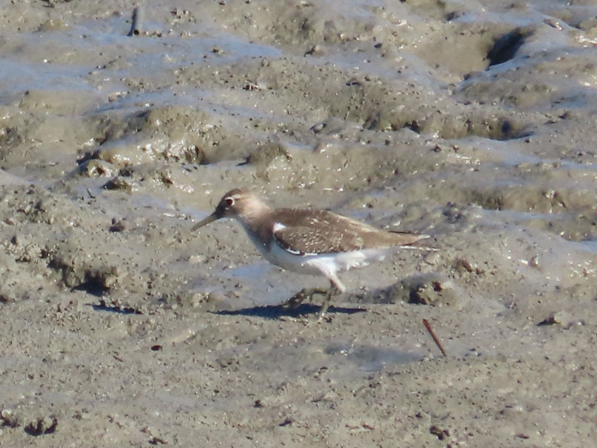 Common Sandpiper - ML645986278