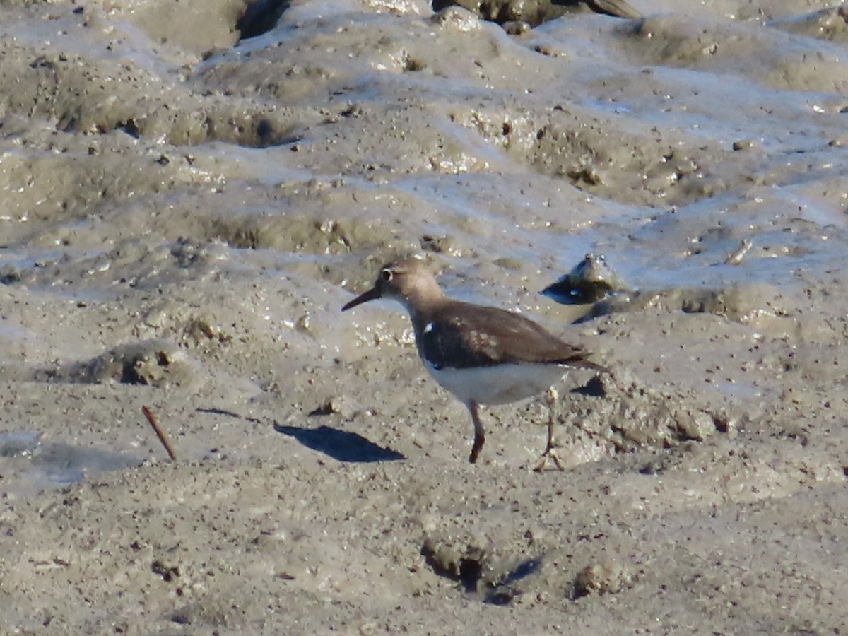 Common Sandpiper - ML645986279