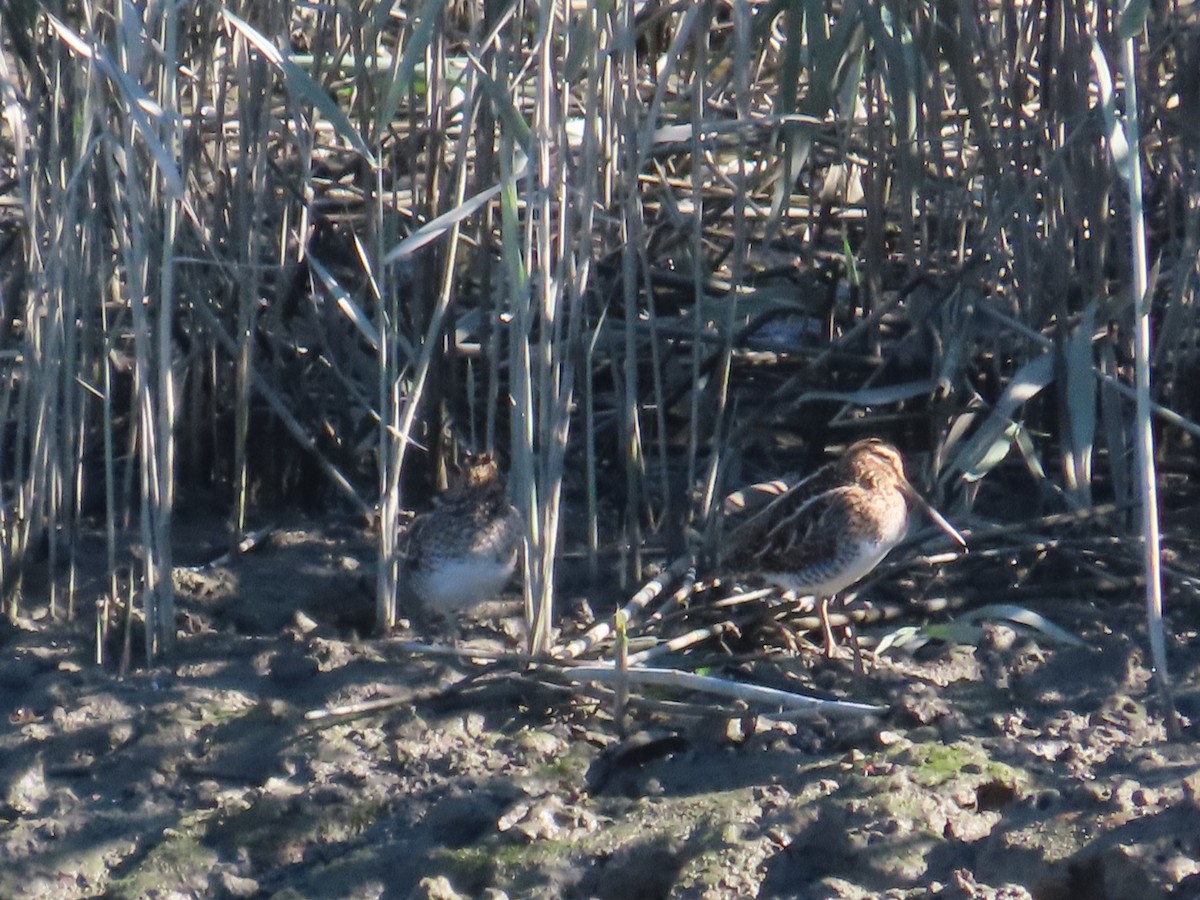 חרטומית ביצות - ML645986280