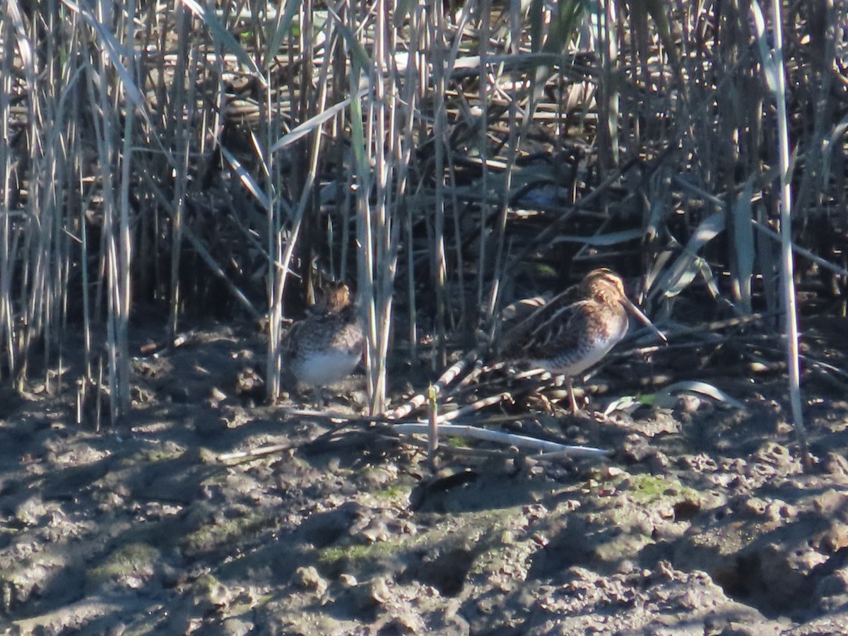 חרטומית ביצות - ML645986281