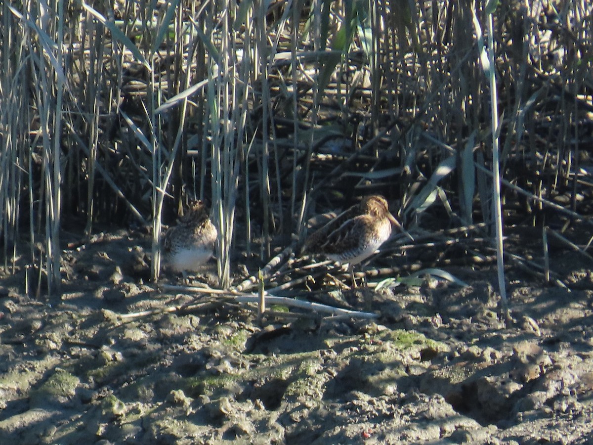 חרטומית ביצות - ML645986282
