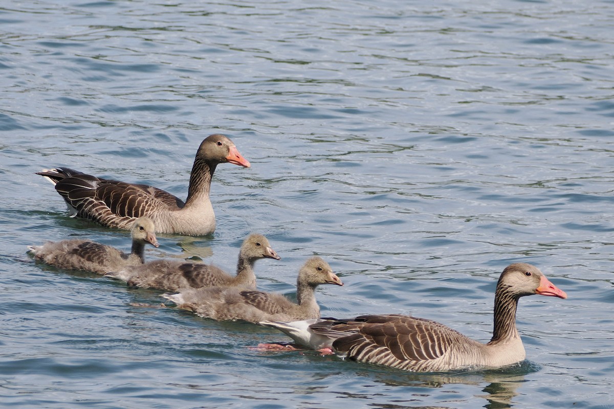 Oca selvatica - ML645986283
