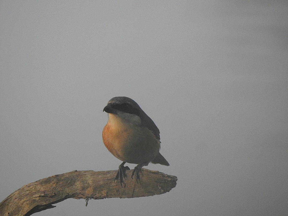 Pie-grièche du Tibet - ML645986285