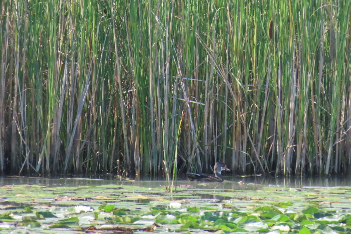 kachnička karolínská - ML645986324