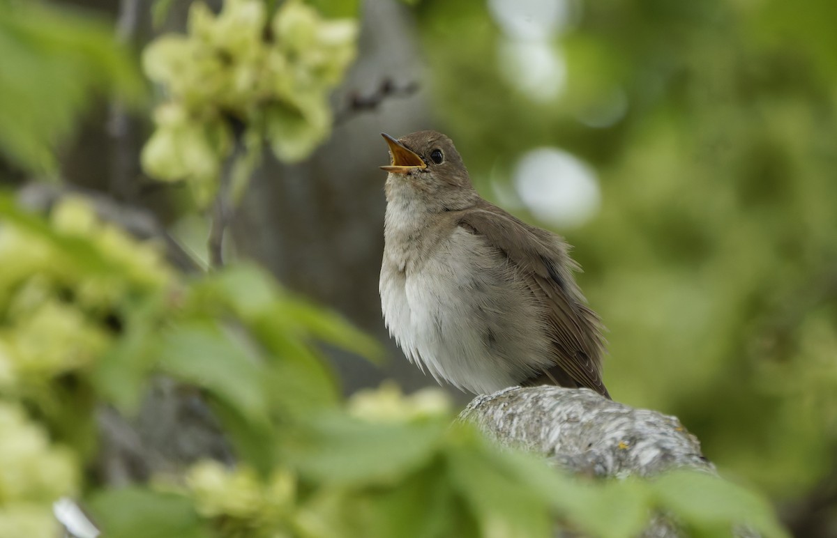 Ipar-urretxindorra - ML645986336