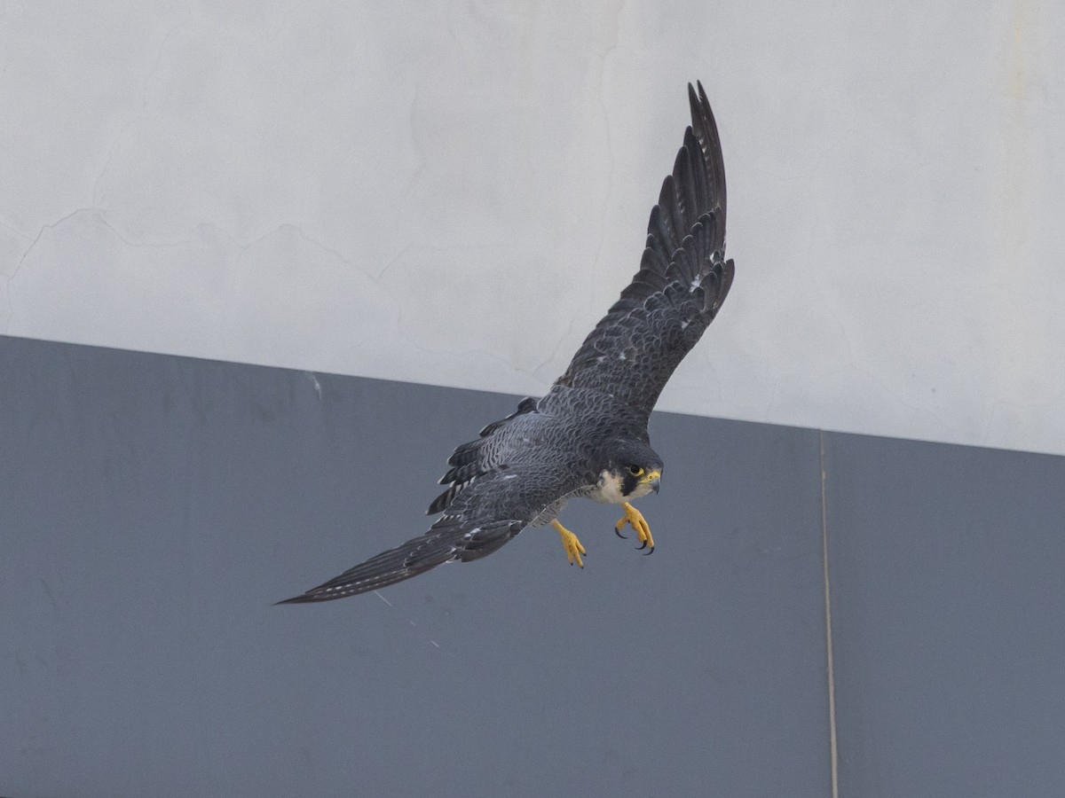 Peregrine Falcon - ML645986349