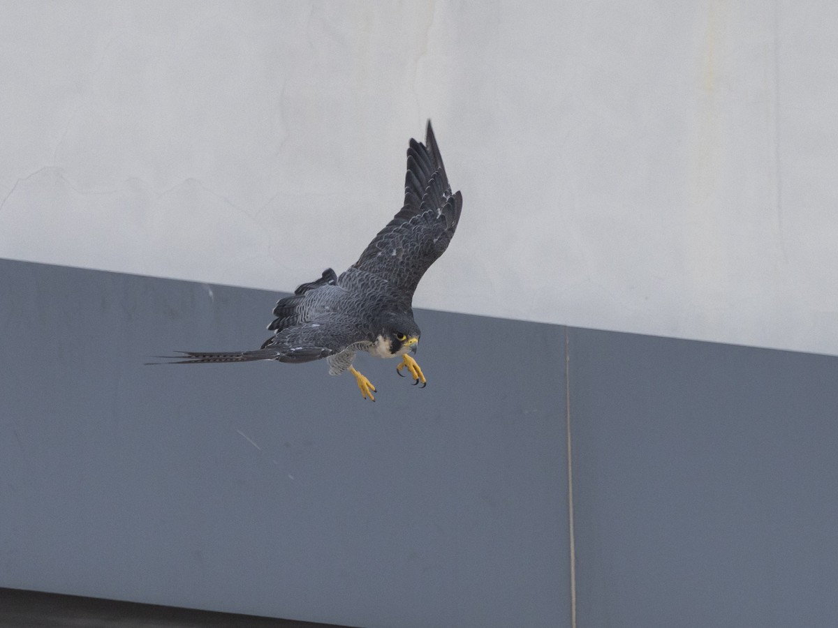 Peregrine Falcon - ML645986350