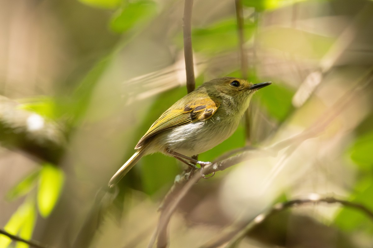 Rusty-fronted Tody-Flycatcher - ML645986362