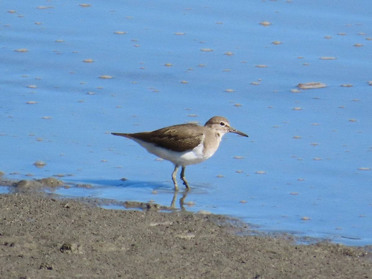 磯鷸 - ML645986368