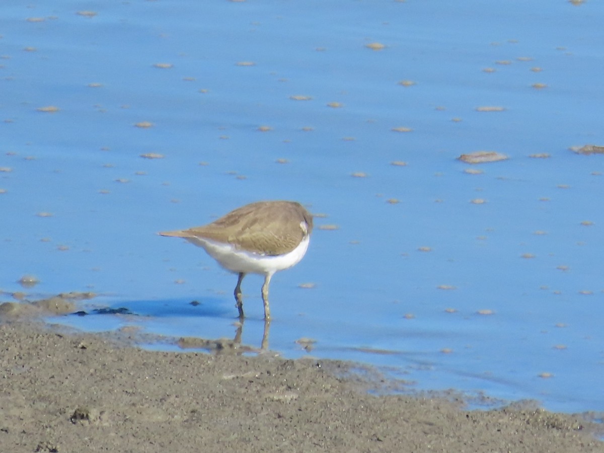 磯鷸 - ML645986369