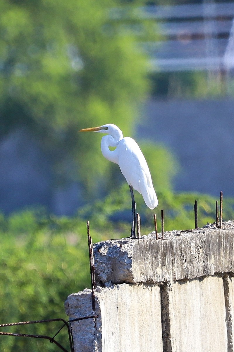 大白鷺 - ML645986370