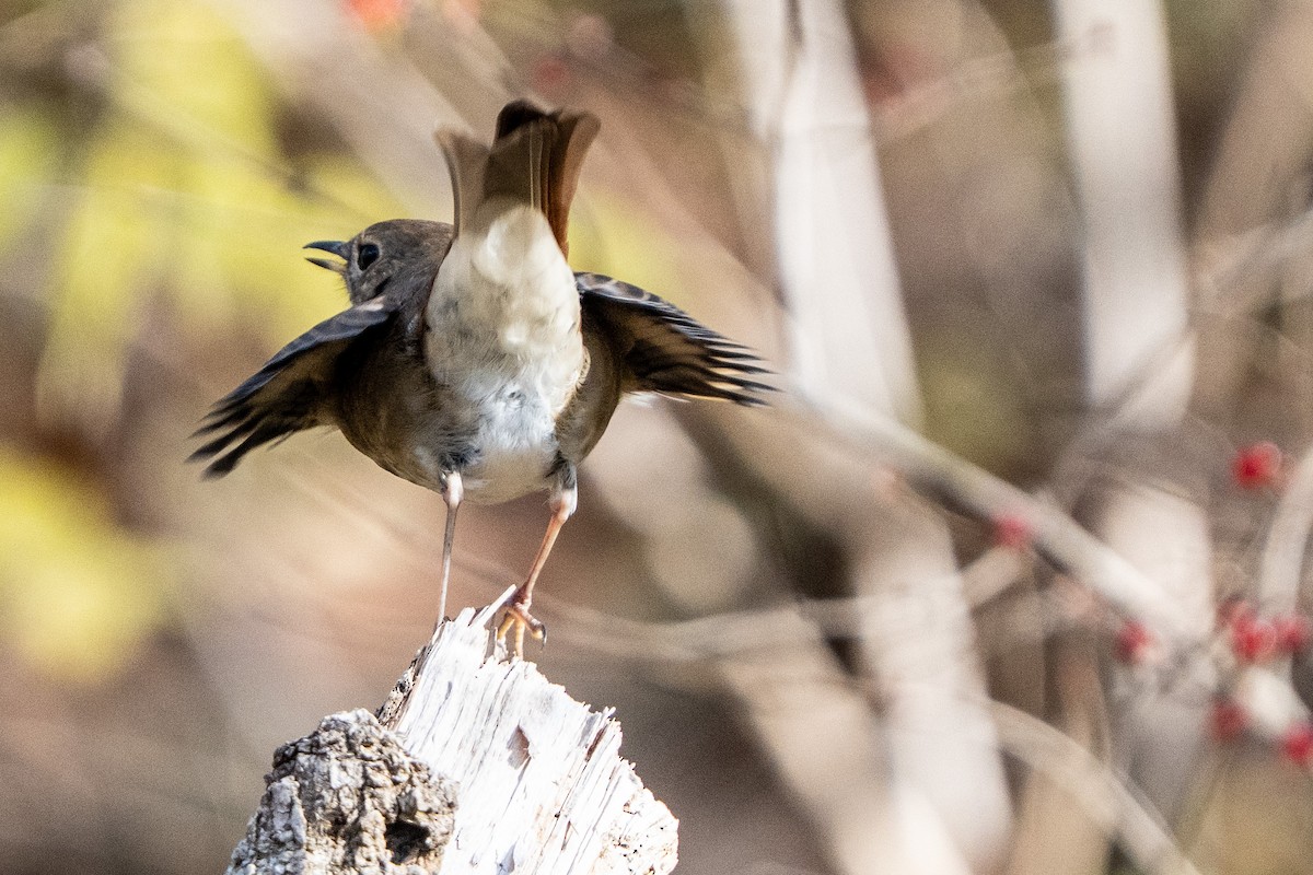 Hermit Thrush - ML645986372