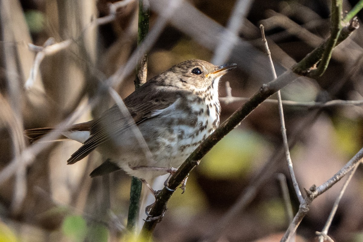Hermit Thrush - ML645986373