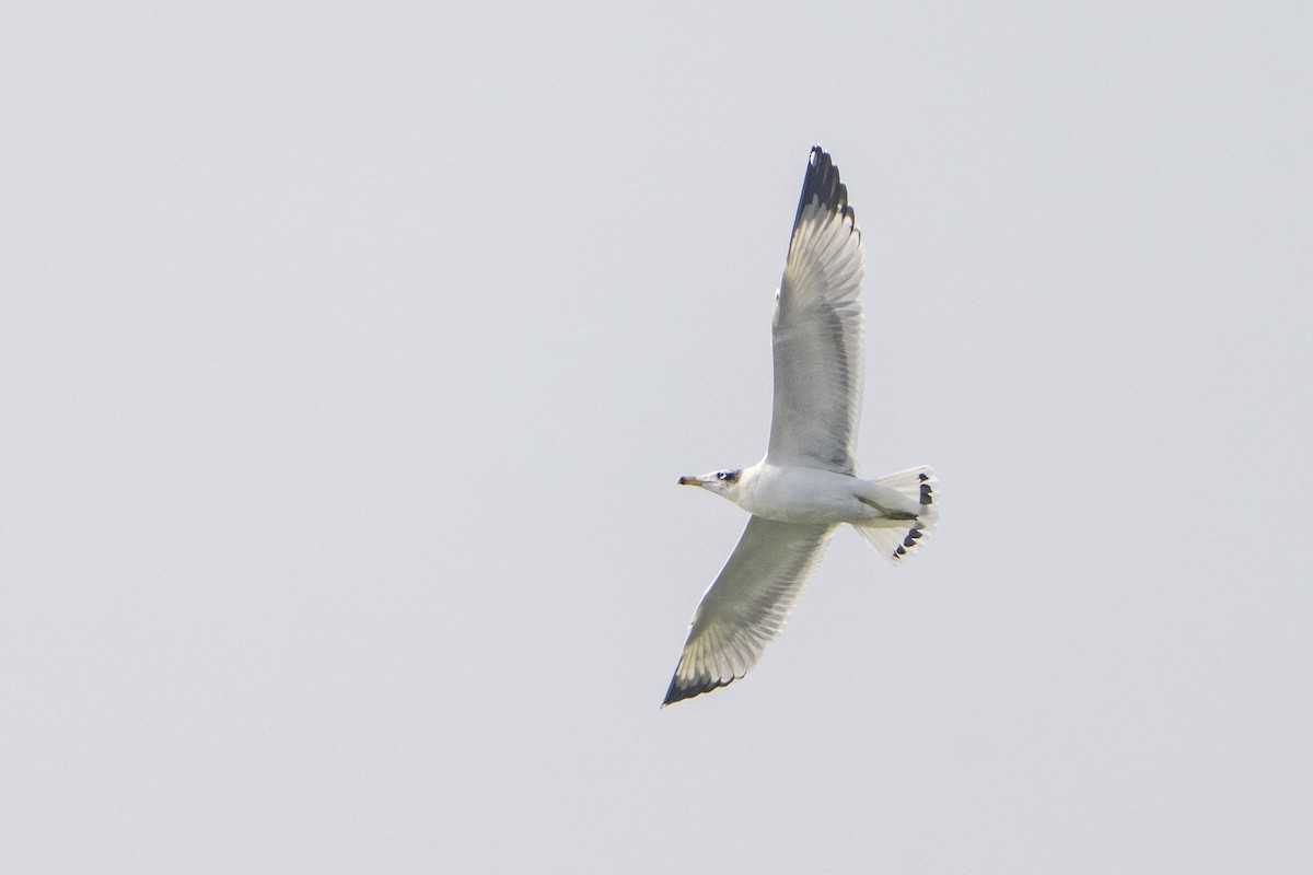 漁鷗 - ML645986375